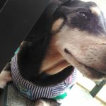 シニア犬の介護－お漏らし対策
