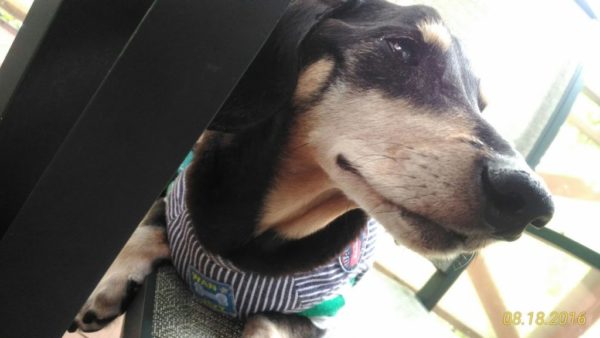 シニア犬の介護－お漏らし対策