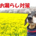 シニア犬の介護－Newお漏らし対策