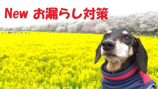 シニア犬の介護－Newお漏らし対策