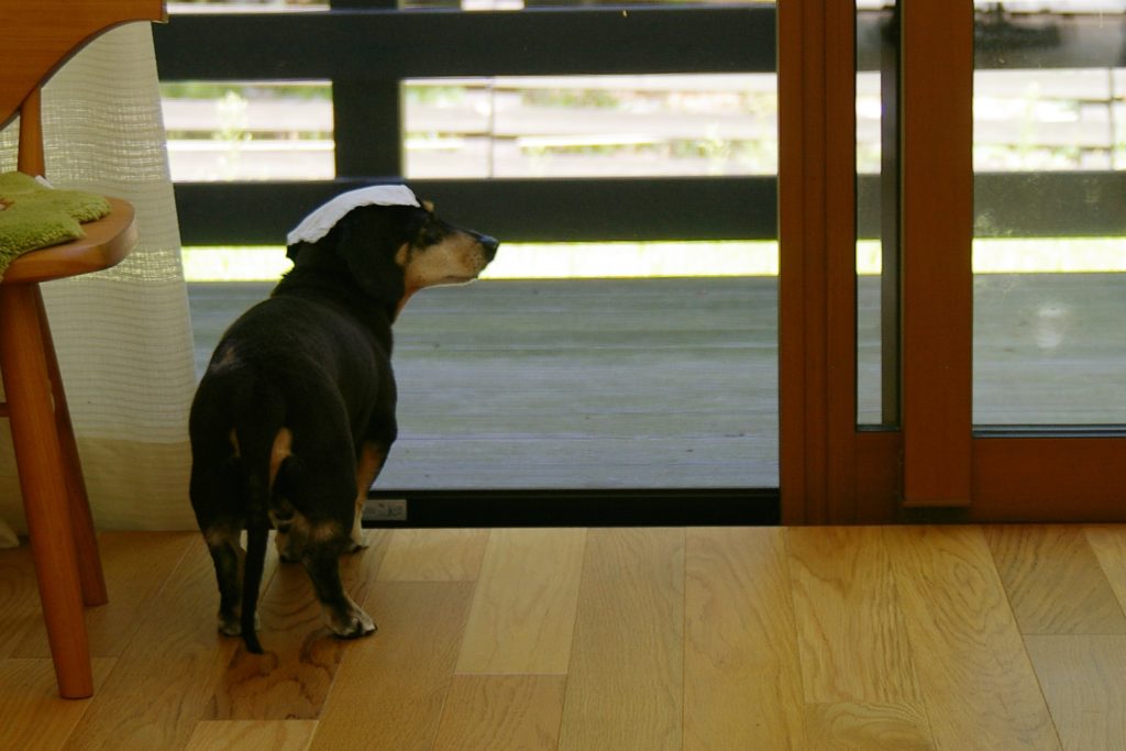 シニア犬の徘徊対策に良い方法を発見 わんこ大好き おどやん のブログ